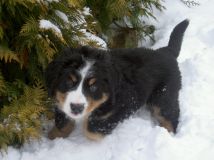 Arny (Bramsík)